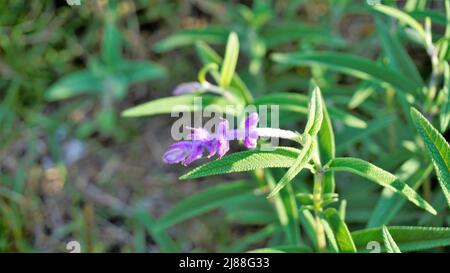 Beautiful flower of Salvia leucantha also known as Mexican bush sage with natural background. Stock Photo