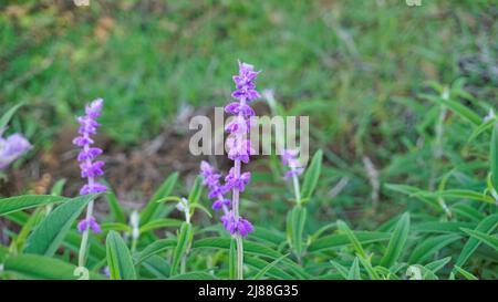 Beautiful flower of Salvia leucantha also known as Mexican bush sage with natural background. Stock Photo