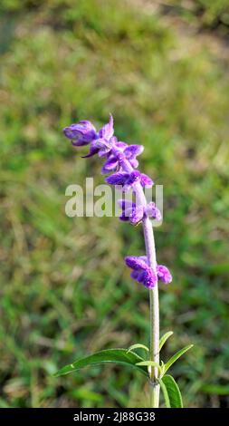 Beautiful flower of Salvia leucantha also known as Mexican bush sage with natural background. Stock Photo