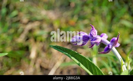 Beautiful flower of Salvia leucantha also known as Mexican bush sage with natural background. Stock Photo