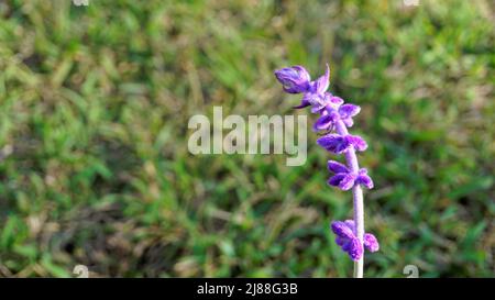 Beautiful flower of Salvia leucantha also known as Mexican bush sage with natural background. Stock Photo