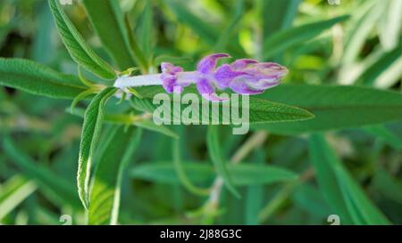 Beautiful flower of Salvia leucantha also known as Mexican bush sage with natural background. Stock Photo