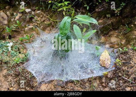 A complex tent shaped spider web in rain forest. Colombia, South America. Stock Photo