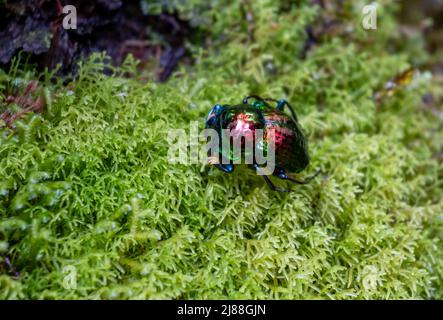 A beetle with colorful iridescent shell. Colombia, South America. Stock Photo