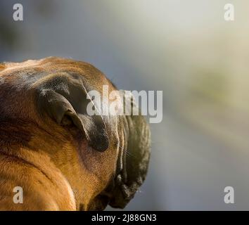 Bullmastiff profile looking at sunbeam. Stock Image. Copy Space. Stock Image. Stock Photo