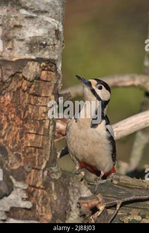 Male Great spotted woodpecker perched on a rotten tree. Stock Photo
