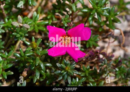 Moss-rose Purslane (Portulaca gilliesii) Botanical garden KIT Karlsruhe, Baden Wuerttemberg, Germany Stock Photo