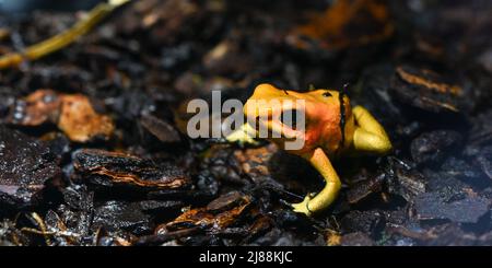 Golden poison dart frog (Phyllobates terribilis). Tropical frog living in South America. Stock Photo