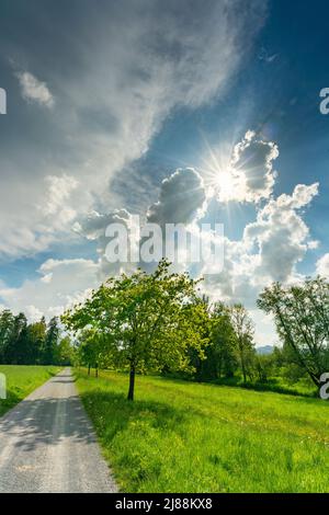 im Frühling spriessende Bäume an einem Wegrand, sonniger Tag mit aufziehendem Gewitter. grüne Wiesen und graue Wolken im Rheintal, Vorarlberg, Austria Stock Photo