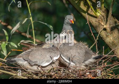 Wood pigeon (Columba palumbus) carrying food to its two chicks in the nest. Stock Photo