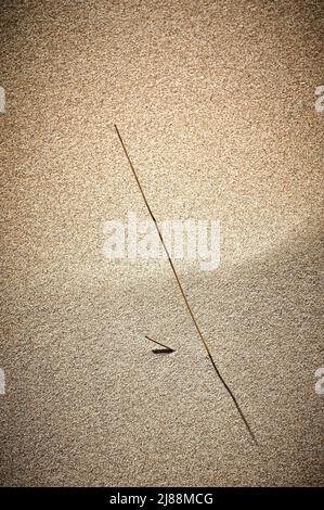 Blade of marram grass emerging from the sand Stock Photo