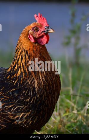 Portrait of a free running black and brown chicken with a red crown. Stock Photo
