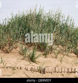 Sand dune covered with marram grass and sand buried fence Stock Photo
