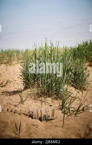 Sand dune covered with marram grass and sand buried fence Stock Photo