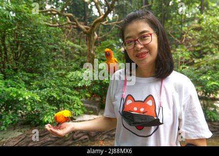 Asian middle-aged woman is feeding food to love bird or Sun Conure parrot on hand in a  zoo, big smile on the face, wears eyeglasses, hang facemask at Stock Photo
