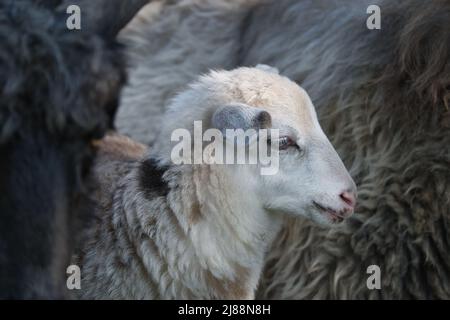 Portrait of a white-black-brown lamb in the middle of its herd. Stock Photo