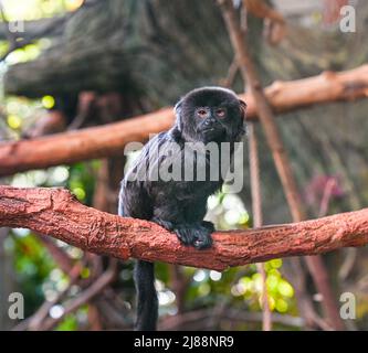 Goeldi‘s marmoset or Goeldi‘s monkey (Callimico goeldii), adult Stock Photo