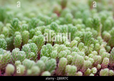Sedum hispanicum green carpet. Sedum rubrotinctum jelly bean succulent plant. Stock Photo