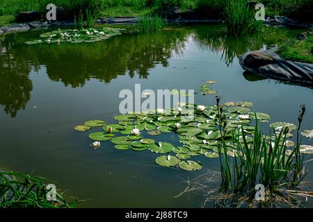 artificial pond filled with water and decorated with ornamental plants reeds and water lilies with leaves and white blossoms in a sunny park. Stock Photo