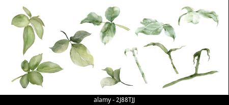 Green leaves of rose watercolor isolated on white background. Elements vector decorative for wedding concepts, greeting card, or invitation design. Stock Vector