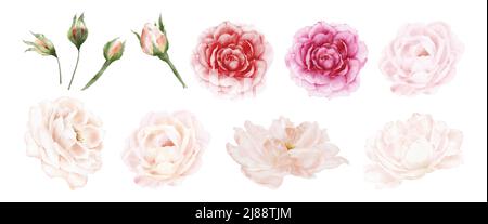Flower of rose watercolor isolated on white background. Elements vector decorative for wedding concepts, greeting card, or invitation design. Stock Vector
