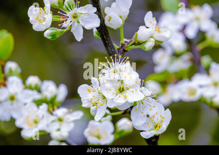 Plum blooms in the spring. Delicate white flowers of the plum tree in close-up. Pistils, stamens Stock Photo