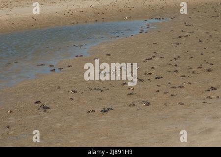 Fiddler crabs Afruca tangeri in the Senegal River. Langue de Barbarie National Park. Saint-Louis. Senegal. Stock Photo