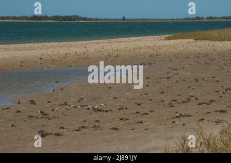 Fiddler crabs Afruca tangeri in the Senegal River. Langue de Barbarie National Park. Saint-Louis. Senegal. Stock Photo