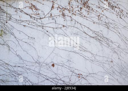 Dry loach on a white wall background. Stock Photo