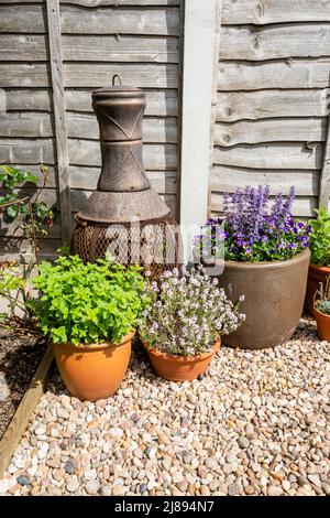 Pots and a chimenea with plants in spring in a garden UK 2022 Stock Photo