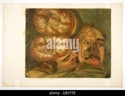 Cranial Dissection, plate five from Anatomy of the Head, in Printed Paintings, 1748. Stock Photo