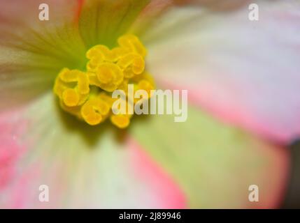 Closeup of Rose Picotee Begonia flower showing yellow stamens and pink fringed petals with an impressionistic flair. Stock Photo