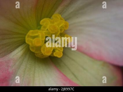 Closeup of Rose Picotee Begonia flower showing yellow stamens and pink fringed petals. Stock Photo