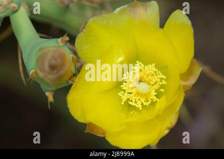 Flowers of prickly pear Opuntia sp. Langue de Barbarie National Park. Saint-Louis. Senegal. Stock Photo