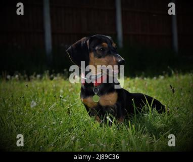 Attentive Miniature Dachshund Puppy. Stock Photo