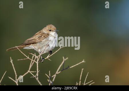 Mariqua Flycatcher standing on shrub isolated in natural background in Kgalagadi transfrontier park, South Africa; specie family Melaenornis mariquens Stock Photo