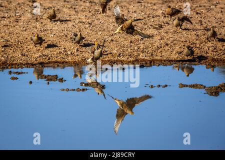 Namaqua sandgrouse flying with reflection in waterhole in Kgalagadi transfrontier park, South Africa; specie Pterocles namaqua family of Pteroclidae Stock Photo