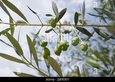 Young green olives on the branch Stock Photo