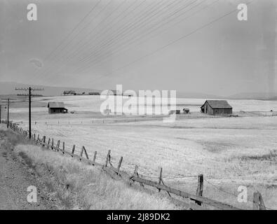 Washington, Klickitat County, near Goldendale. Wheat country, abandoned farm in foreground, occupied farm beyond. Heard in local filling station: &quot;Well, heck, the large farmers are buying out the small farmers and taking over the country. The farmers have to do it in dry land farming to build their land up to where it was. The little fellows are off to the four winds.&quot;. Stock Photo