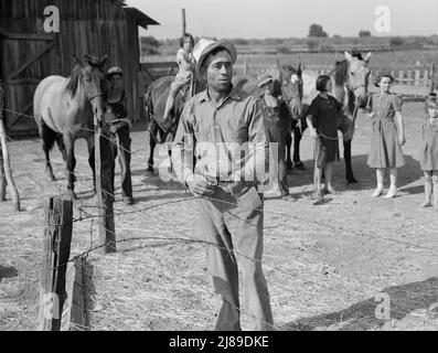 Chris Adolf, his teams and six of his children, on their new farm. Washington, Yakima Valley, near Wapato. Farm Security Administration borrower. Stock Photo