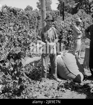 Young migrant worker brings his hops to weigh scales. From five a.m. until noon, when photograph was made, he had picked eighty pounds, which equals eighty cents. Temperature 105 degrees. Oregon, Polk County, near Independence. Stock Photo
