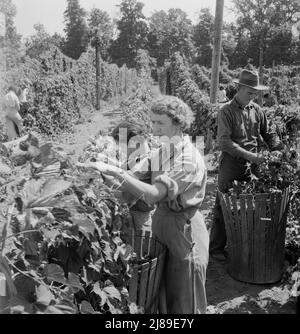 [Untitled, possibly related to: View of hop yard, pickers at work. Near Independence, Polk County, Oregon]. Stock Photo