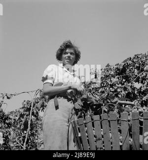 [Untitled, possibly related to: Independence (vicinity), Polk County, Oregon. Wife of an ex-logger, now a migratory field worker, resting in the shade of the hop vine at noon. Stock Photo