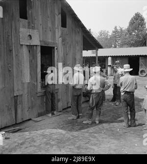 Part of line up at paymaster's window at noon. Hop pickers are paid off daily. Oregon, Josephine County, near Grants Pass. Stock Photo