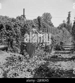 [Untitled, possibly related to: Migratory field workers in hop field. Near Independence, Oregon]. Stock Photo