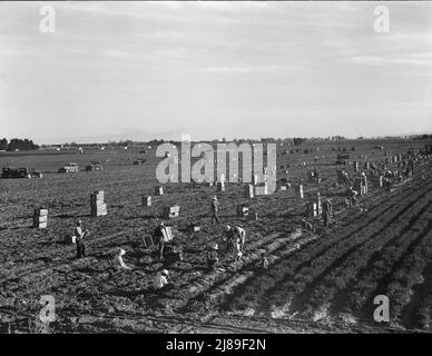 Near Meloland, Imperial Valley. Large scale agriculture. Gang labor, Mexican and white, from the Southwest. Pull, clean, tie and crate carrots for the eastern market for eleven cents per crate of forty-eight bunches. Many can make barely one dollar a day. Heavy oversupply of labor and competition for jobs is keen. Stock Photo