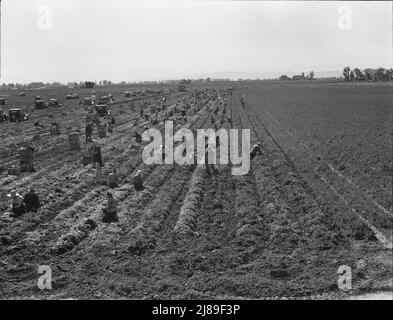 Near Meloland, Imperial Valley. Large scale agriculture. Gang labor, Mexican and white, from the Southwest. Pull, clean, tie and crate carrots for the eastern market for eleven cents per crate of forty-eight bunches. Many can make barely one dollar a day. Heavy oversupply of labor and competition for jobs is keen. Stock Photo