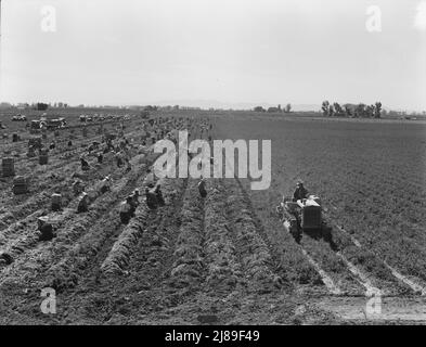 Near Meloland, Imperial Valley. Large scale agriculture. Gang labor, Mexican and white, from the Southwest. Pull, clean, tie and crate carrots for the eastern market for eleven cents per crate of forty-eight bunches. Many can make barely one dollar a day. Heavy oversupply of labor and competition for jobs is keen. Stock Photo