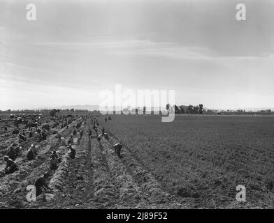 Near Meloland, Imperial Valley. Large scale agriculture. Gang labor, Mexican and white, from the Southwest. Pull, clean, tie and crate carrots for the eastern market for eleven cents per crate of forty-eight bunches. Many can make barely one dollar a day. Heavy oversupply of labor and competition for jobs is keen. Stock Photo