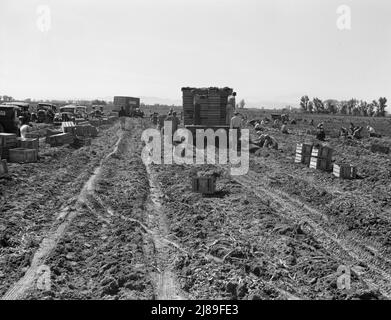 Near Meloland, Imperial Valley. Large scale agriculture. Gang labor, Mexican and white, from the Southwest. Pull, clean, tie and crate carrots for the eastern market for eleven cents per crate of forty-eight bunches. Many can make barely one dollar a day. Heavy oversupply of labor and competition for jobs is keen. Stock Photo